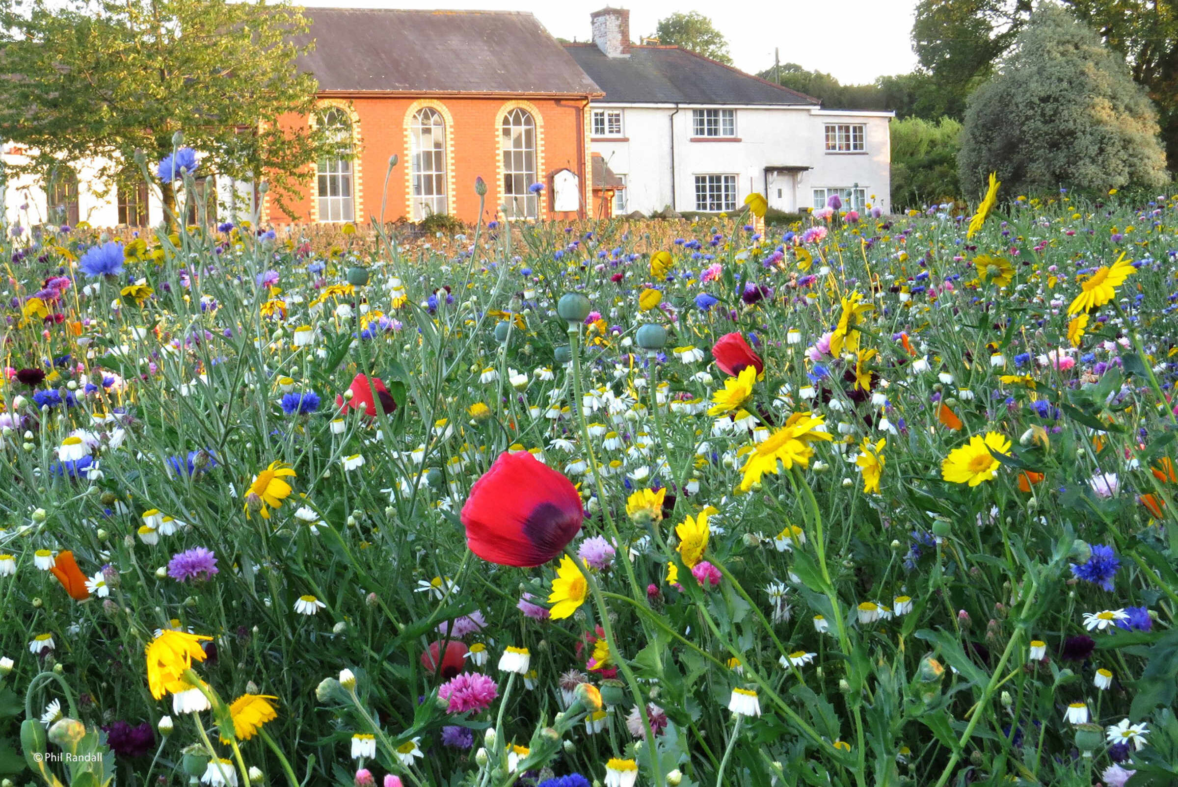 Penhow Baptist Chapel and wildflowers