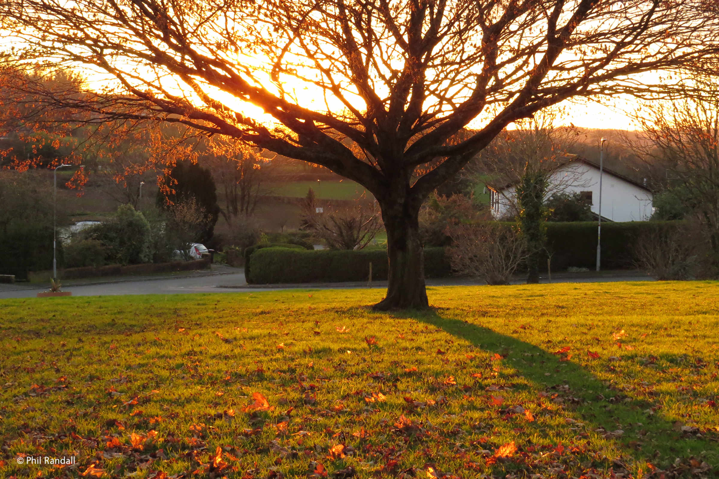 Rockfield Glade